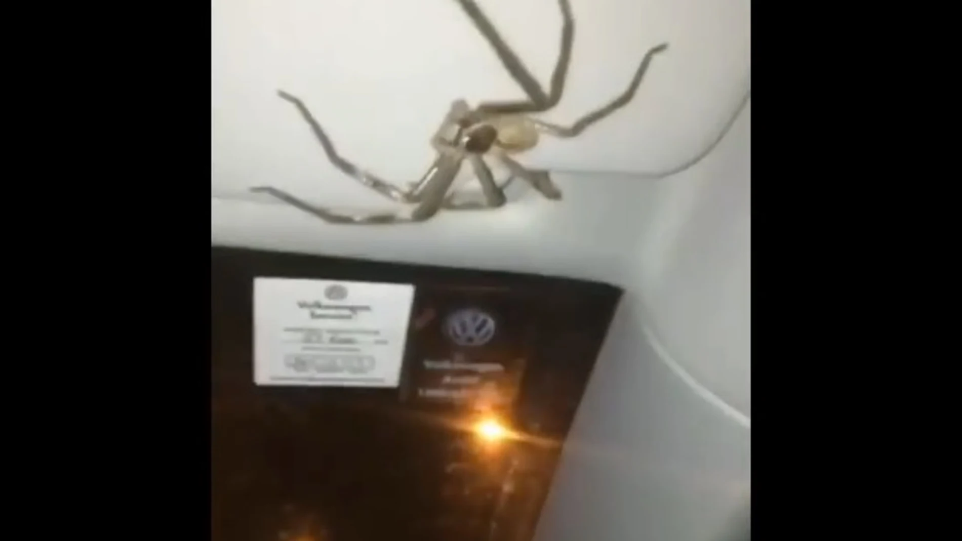 La araña que 'secuestro' a una conductora