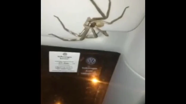 La araña que 'secuestro' a una conductora