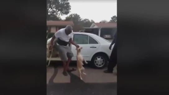 Una captura de la brutal agresión a un perro Una captura de la brutal agresión a un perro
