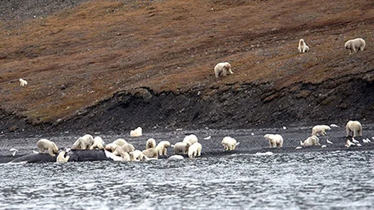 Los osos polares de Wrangel deborando la ballena Los osos polares de Wrangel deborando la ballena