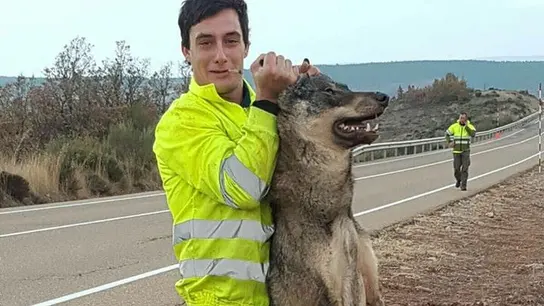 Un retén de incendios atropella a un lobo ibérico y se regocija en redes sociales Un retén de incendios atropella a un lobo ibérico y se regocija en redes sociales