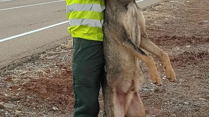 Un retén de incendios atropella a un lobo ibérico y se regocija en redes sociales