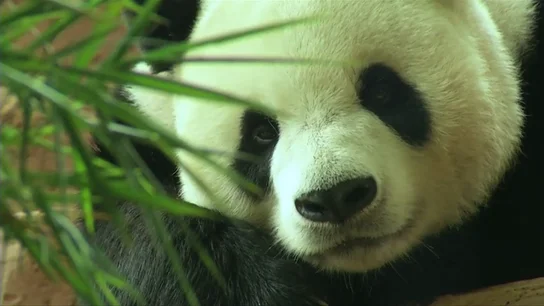 El zoo Taman Safari, nuevo hogar de varios pandas gigantes con un hábitat adecuado para su supervivencia El zoo Taman Safari, nuevo hogar de varios pandas gigantes con un hábitat adecuado para su supervivencia