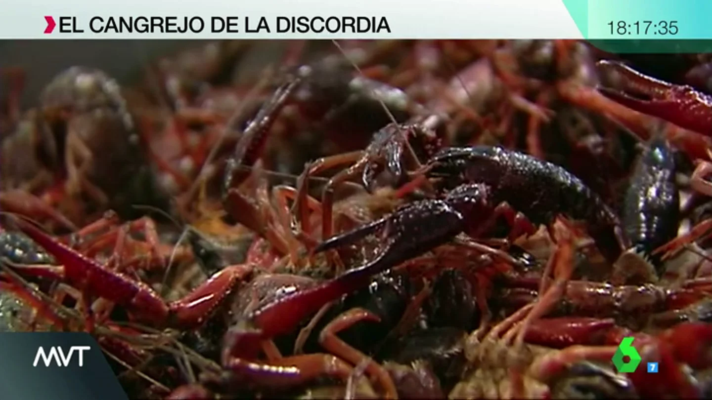 cangrejo rojo cangrejo rojo