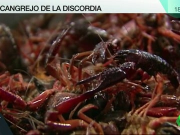 cangrejo rojo cangrejo rojo