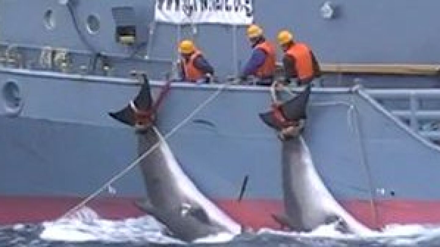 Imagen de una de las cacer&iacute;as de ballenas que denuncia Sea Shepherd