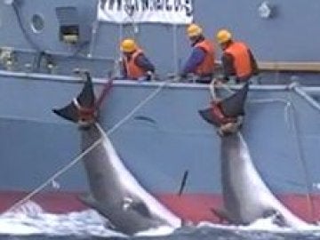 Imagen de una de las cacerías de ballenas que denuncia Sea Shepherd Imagen de una de las cacerías de ballenas que denuncia Sea Shepherd