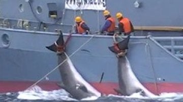 Imagen de una de las cacerías de ballenas que denuncia Sea Shepherd