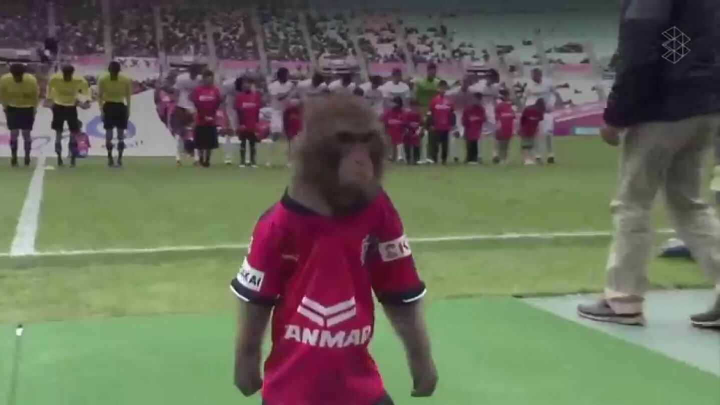 Indignaci&oacute;n en Jap&oacute;n por lo que hicieron a este mono antes de un partido de f&uacute;tbol