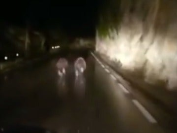 Los dos osos pardos corriendo por la carretera. Los dos osos pardos corriendo por la carretera.