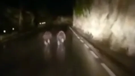 Los dos osos pardos corriendo por la carretera. 