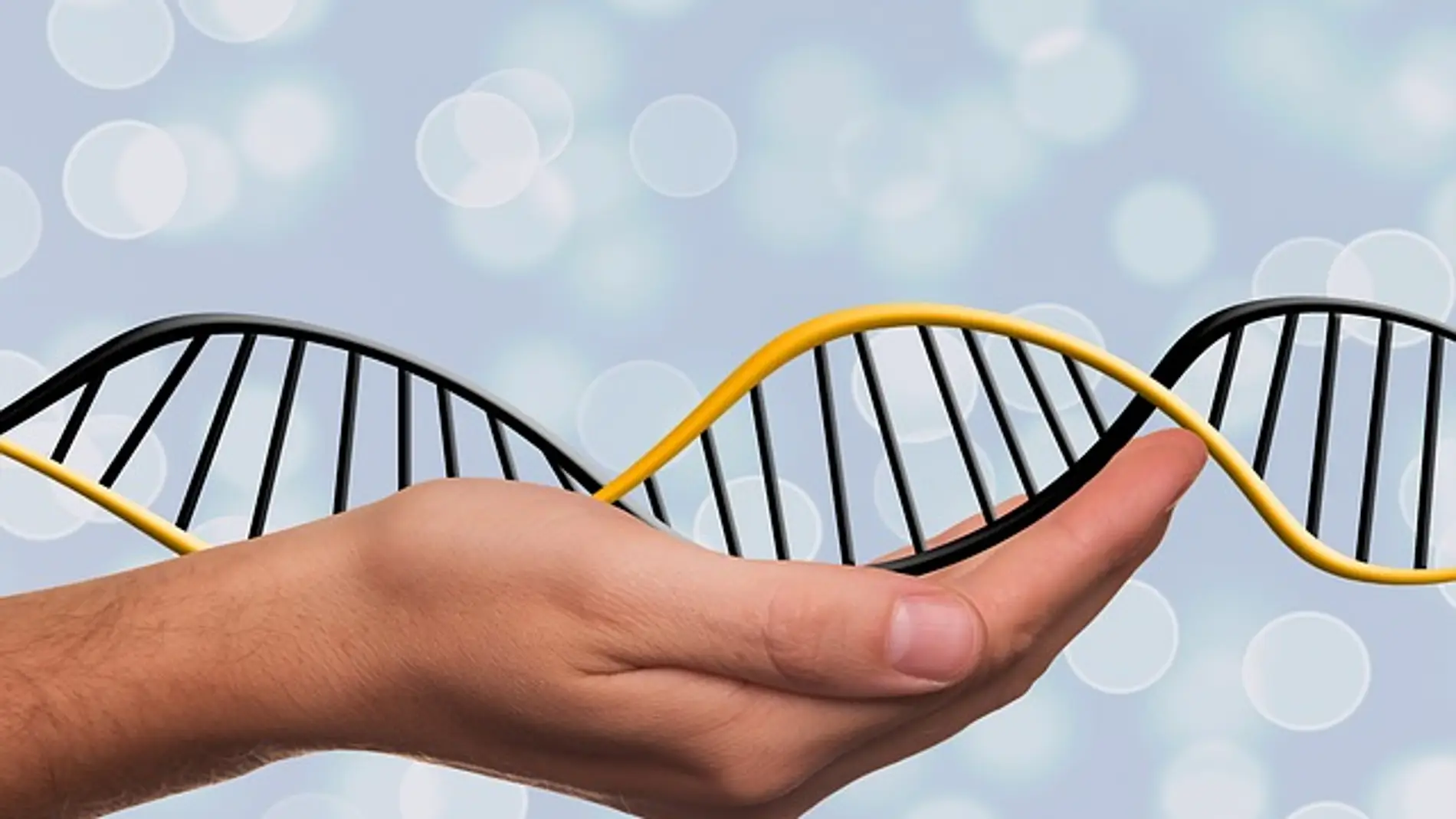 Deoxyribonucleic acid - CC