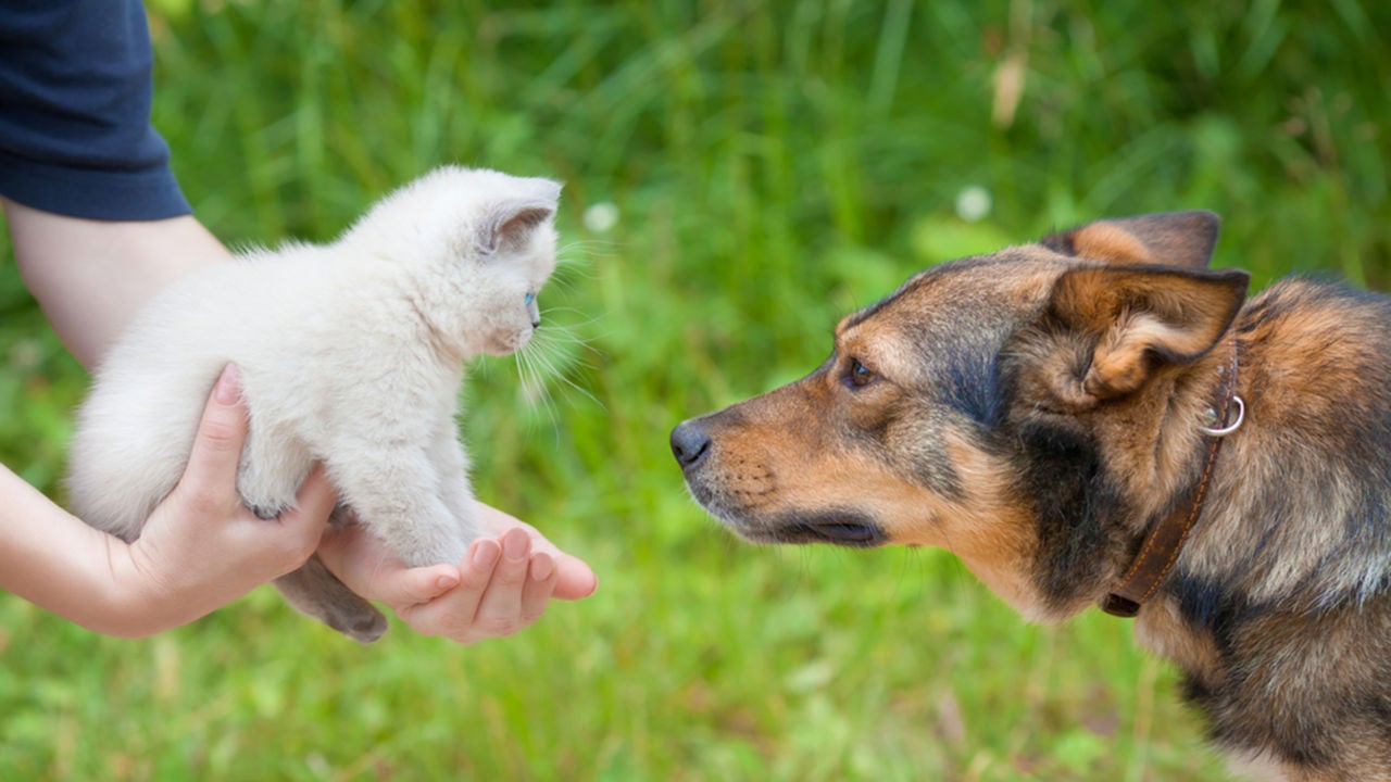 Nocompresadopta Los Animales No Son Cosas Las Redes Se Movilizan A Favor De La Adopcion En Navidad