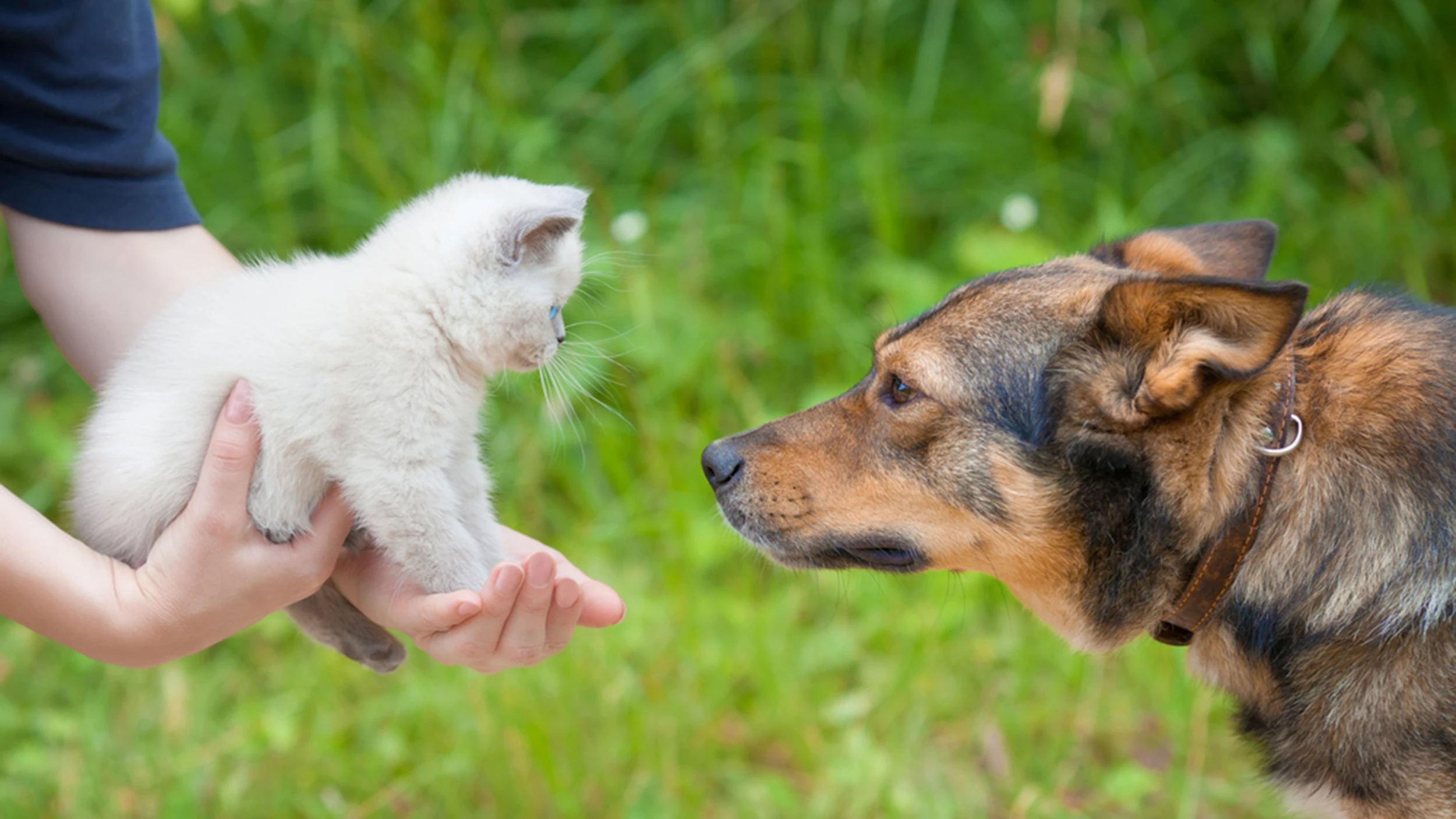 Gatos y perros