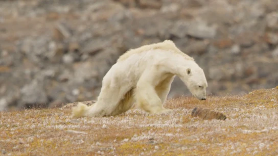 Un oso polar muere de hambre en la isla de Baffin, Canadá Un oso polar muere de hambre en la isla de Baffin, Canadá