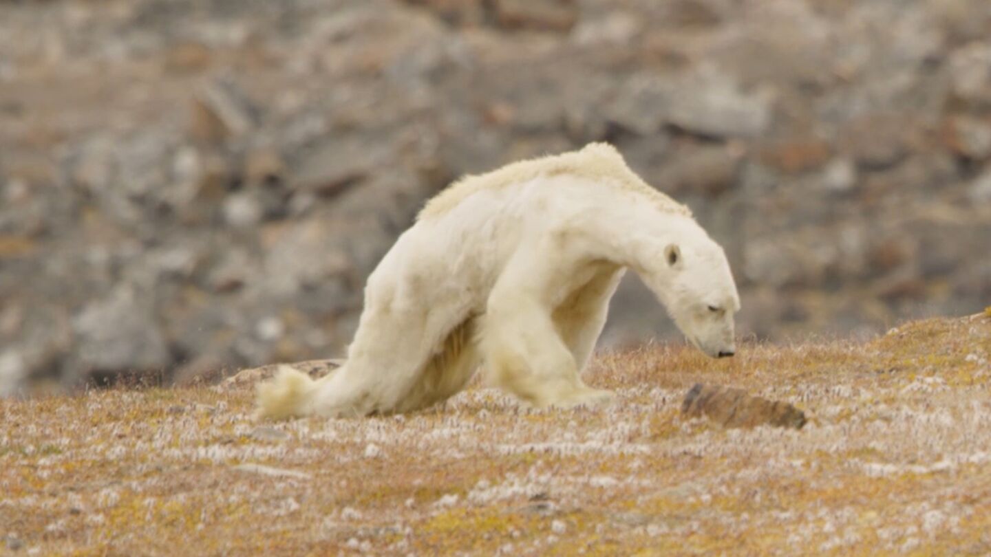 Un oso polar muere de hambre en la isla de Baffin, Canad&aacute;