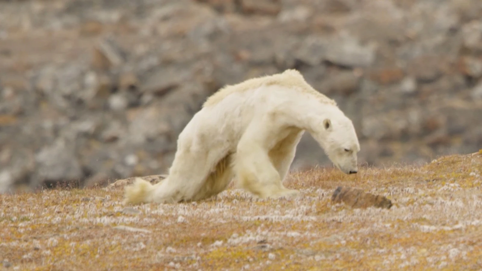 Un oso polar muere de hambre en la isla de Baffin, Canadá