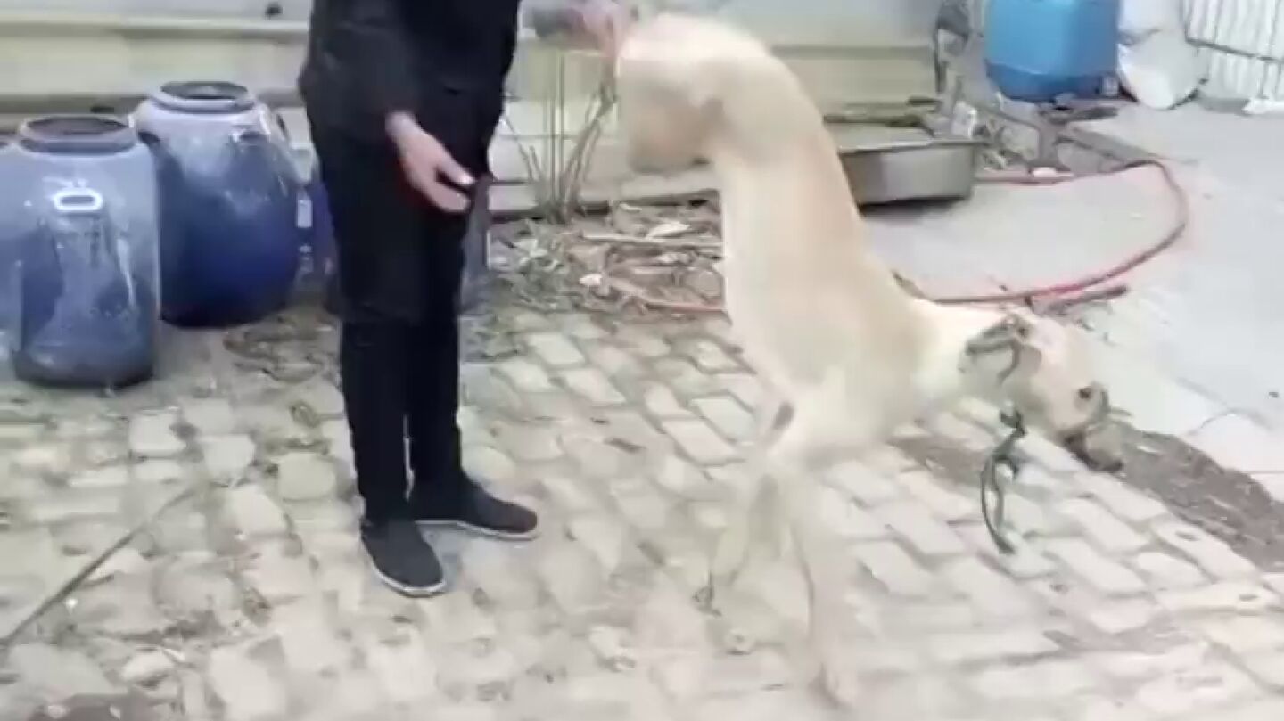 Un hombre mata a su perro tras golpearle de forma salvaje varias veces por perder una carrera