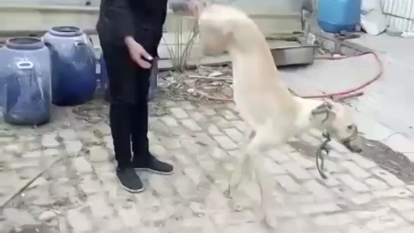Un hombre mata a su perro tras golpearle de forma salvaje varias veces por perder una carrera Un hombre mata a su perro tras golpearle de forma salvaje varias veces por perder una carrera