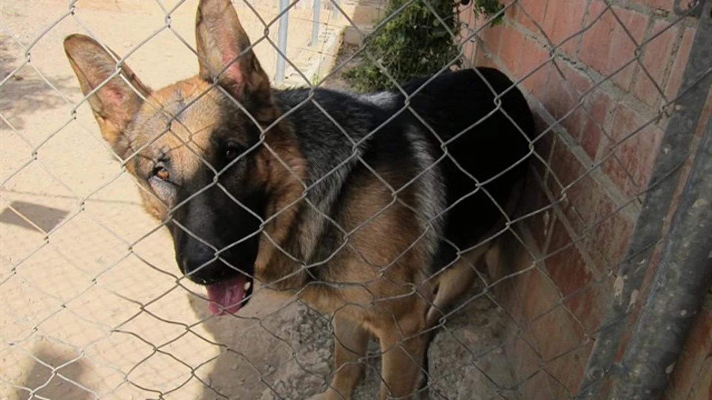 Un pastor alemán esperando a ser adoptado en una perrera Un pastor alemán esperando a ser adoptado en una perrera