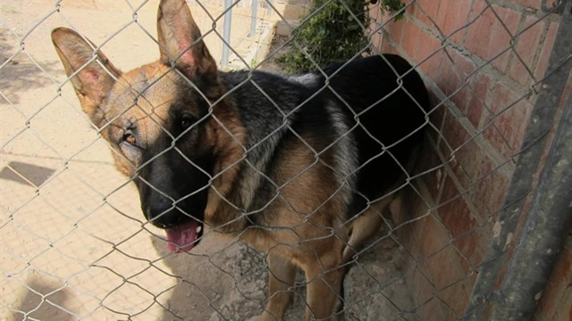 Un pastor alemán esperando a ser adoptado en una perrera