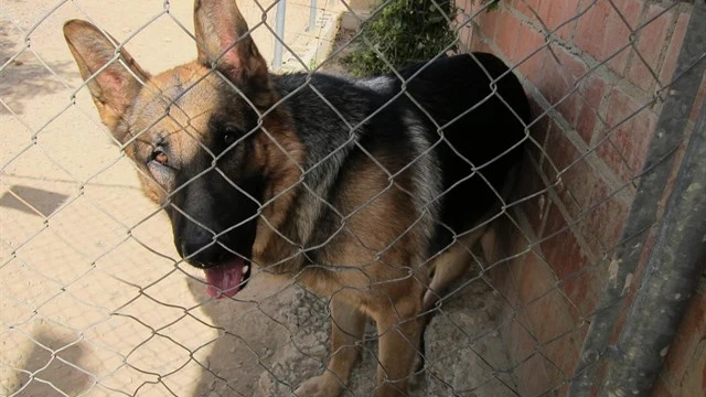 Un pastor alemán esperando a ser adoptado en una perrera