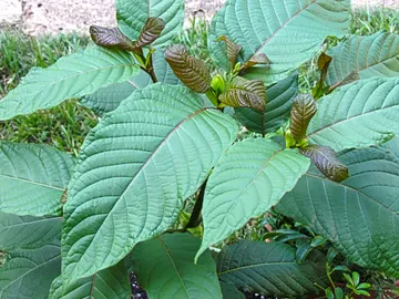 Árbol de kratom (Mitragyna speciosa) Árbol de kratom (Mitragyna speciosa)