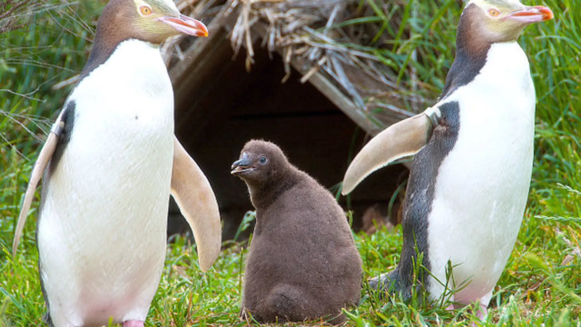 La pesca pone en peligro a uno de los pingueinos mas amenazados del mundo