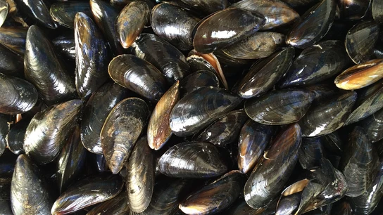 Mejillones Mejillones. Fuente: pixabay.