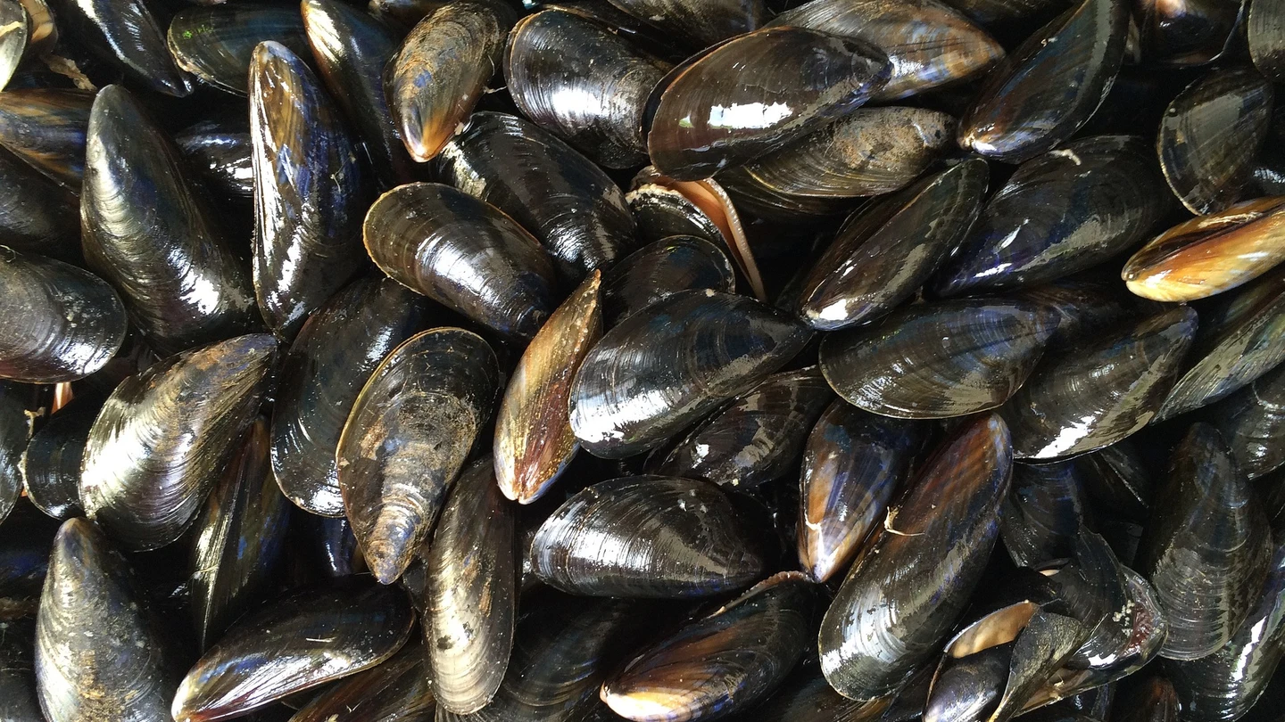 Mejillones Mejillones. Fuente: pixabay.