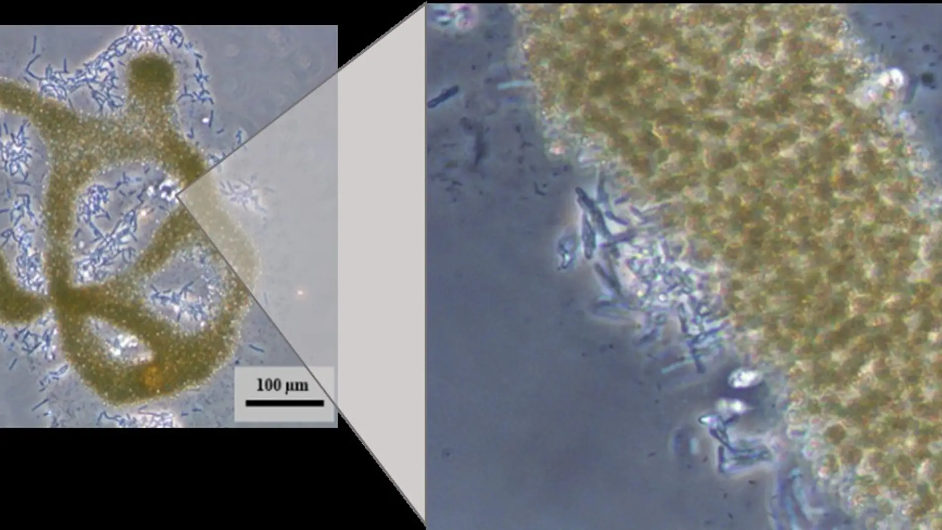 Descubren bacterias acuaticas capaces de degradar cianotoxinas