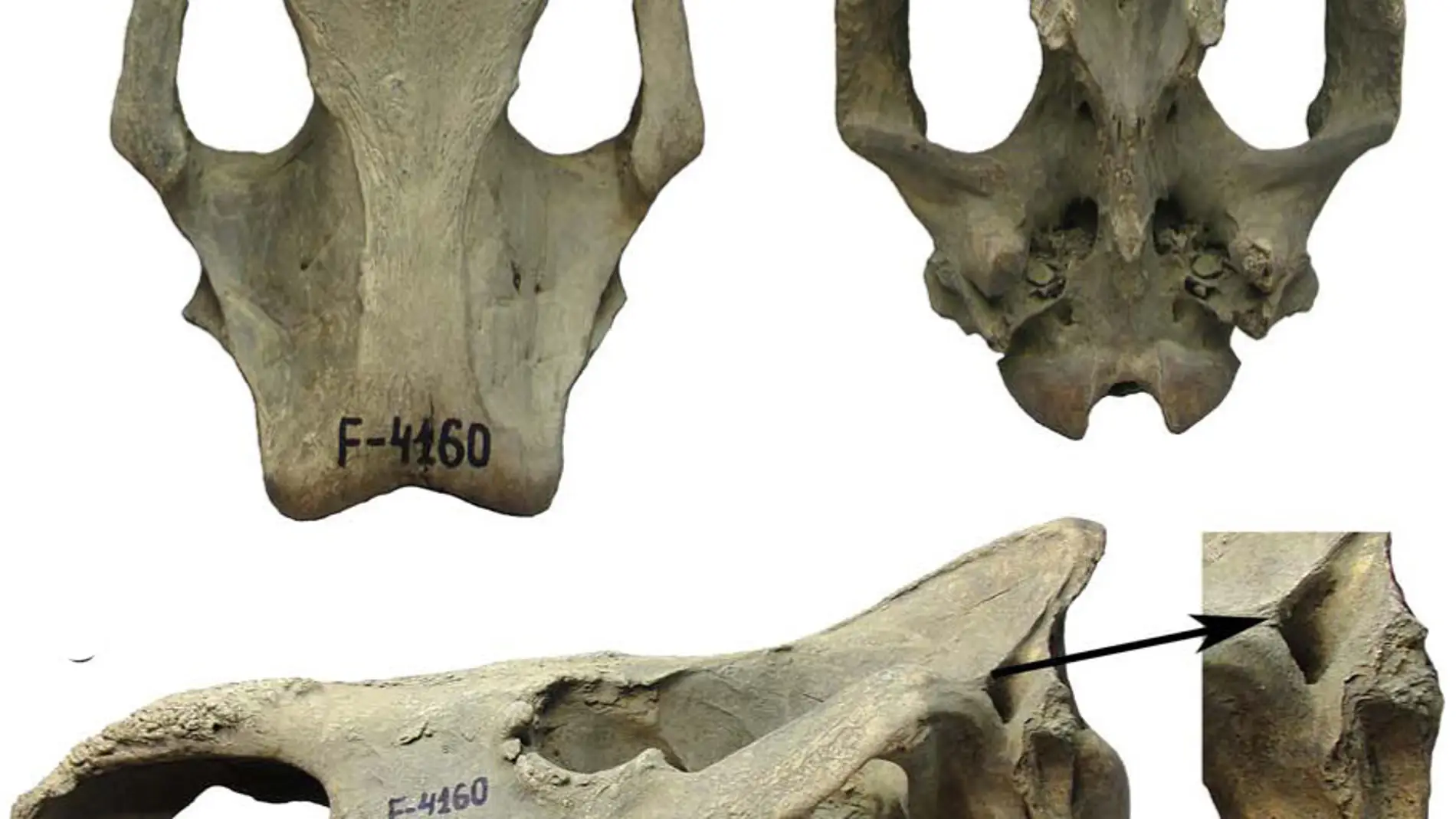 Un rinoceronte de mas de 50.000 anos indica que el clima de Siberia era similar al actual