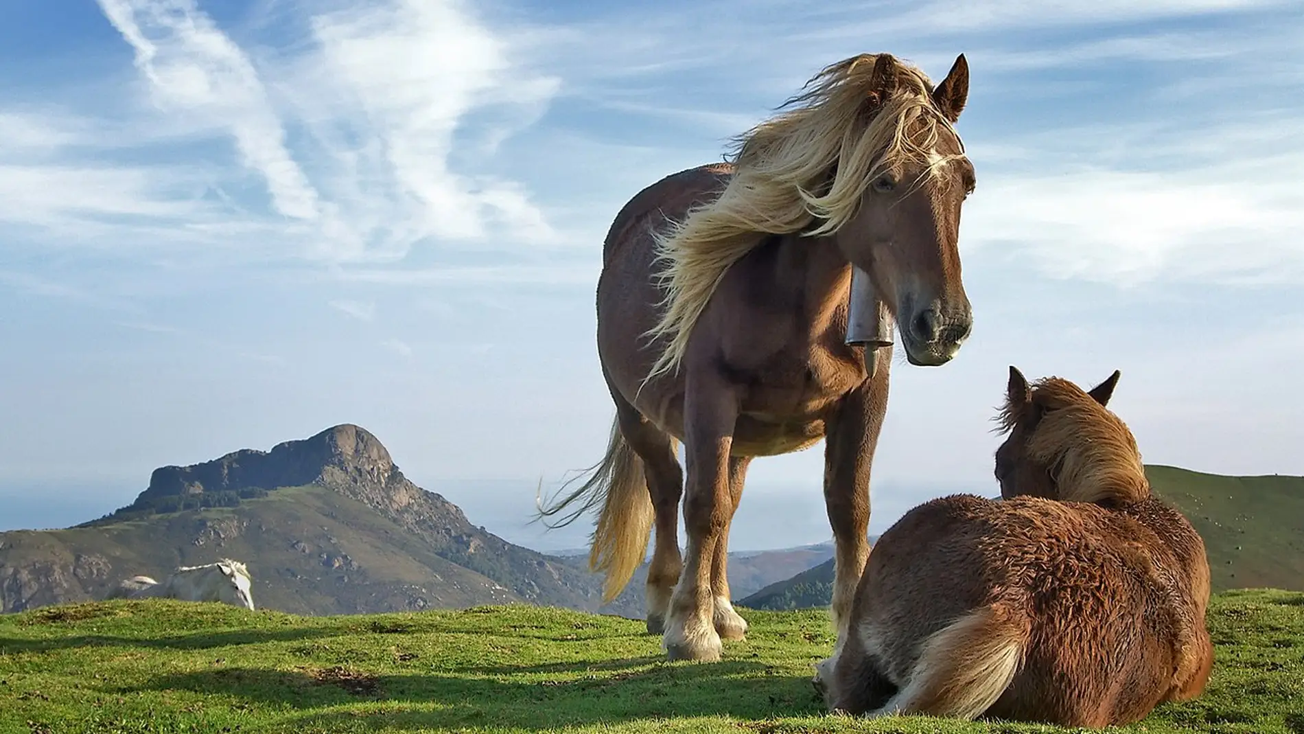 Identifican los genes que distinguen a los mamiferos de otros animales