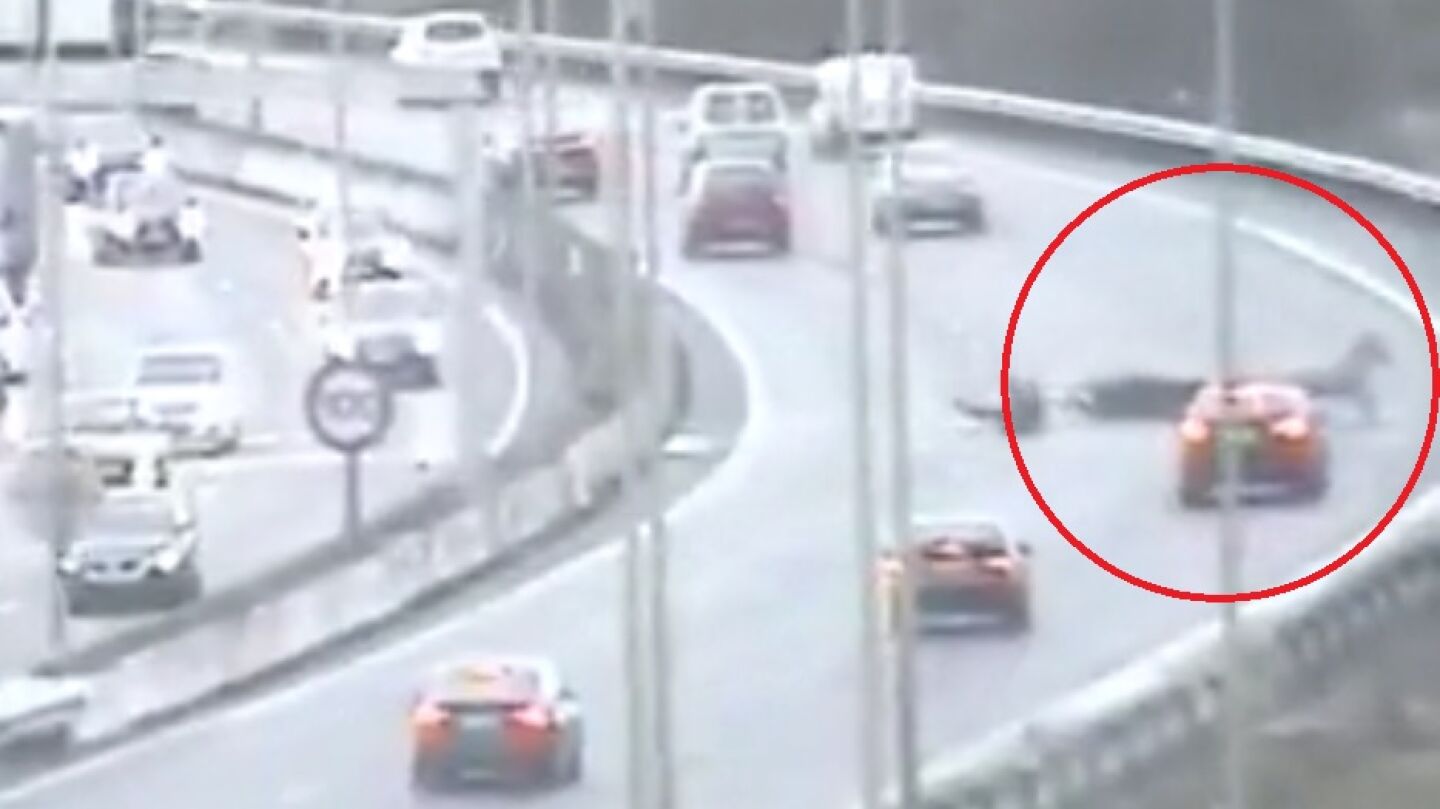 Un burro se cuela en plena autopista