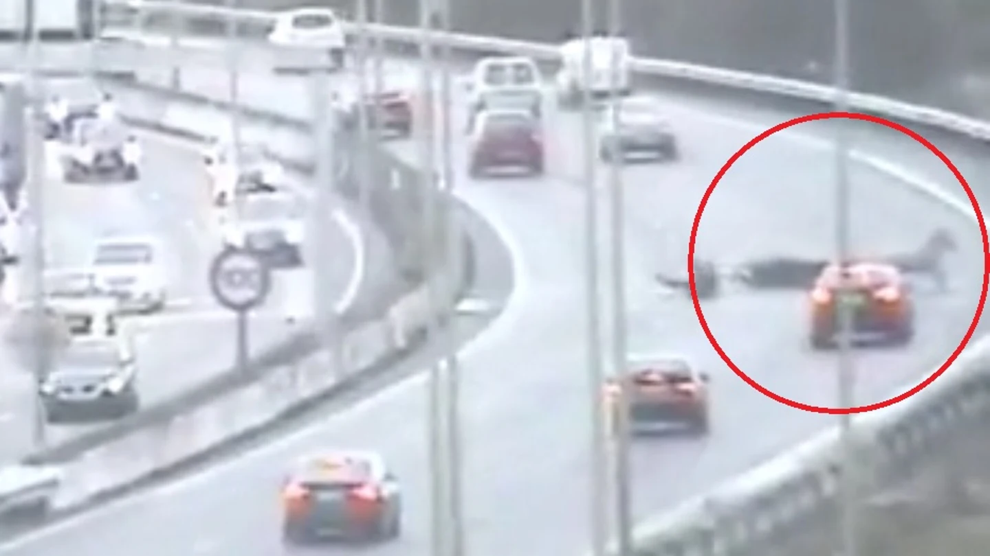 Un burro se cuela en plena autopista Un burro se cuela en plena autopista