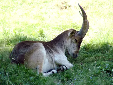 La especie del bucardo fue clonada después de extinguirse La especie del bucardo fue clonada después de extinguirse