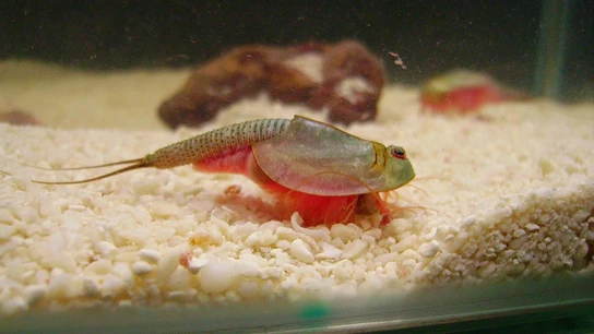 Imagen de Triops longicaudatus Imagen de Triops longicaudatus
