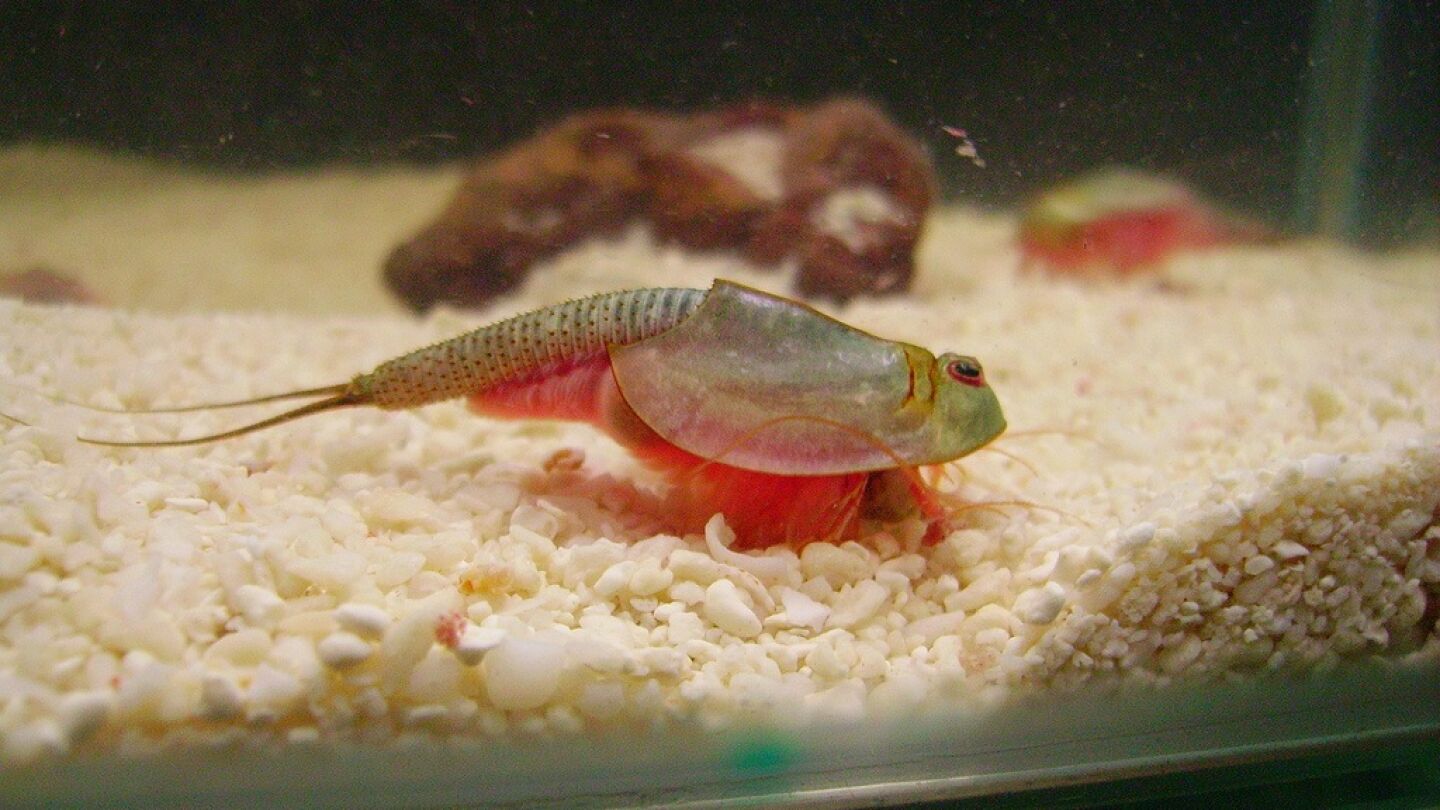 Imagen de Triops longicaudatus