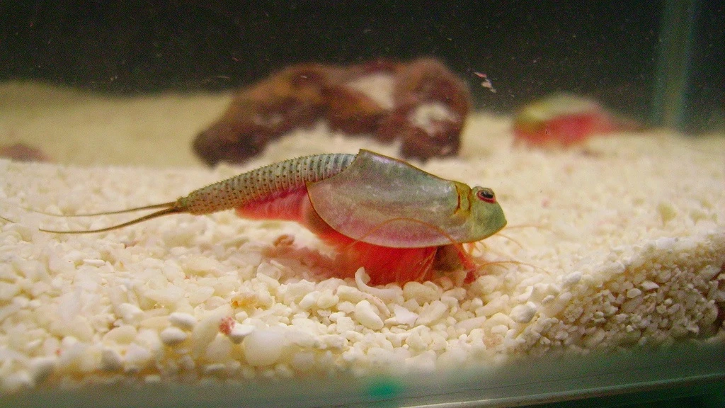 Imagen de Triops longicaudatus