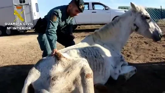 Hallan abandonados y desnutridos a siete caballos Hallan abandonados y desnutridos a siete caballos