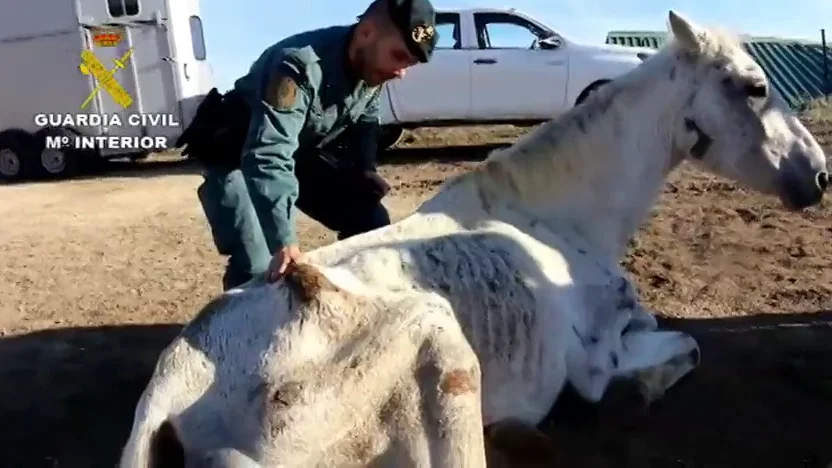 Hallan abandonados y desnutridos a siete caballos