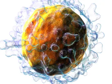 Las células pueden recordar la primera infección y estar preparadas por si el virus vuelve Las células pueden recordar la primera infección y estar preparadas por si el virus vuelve