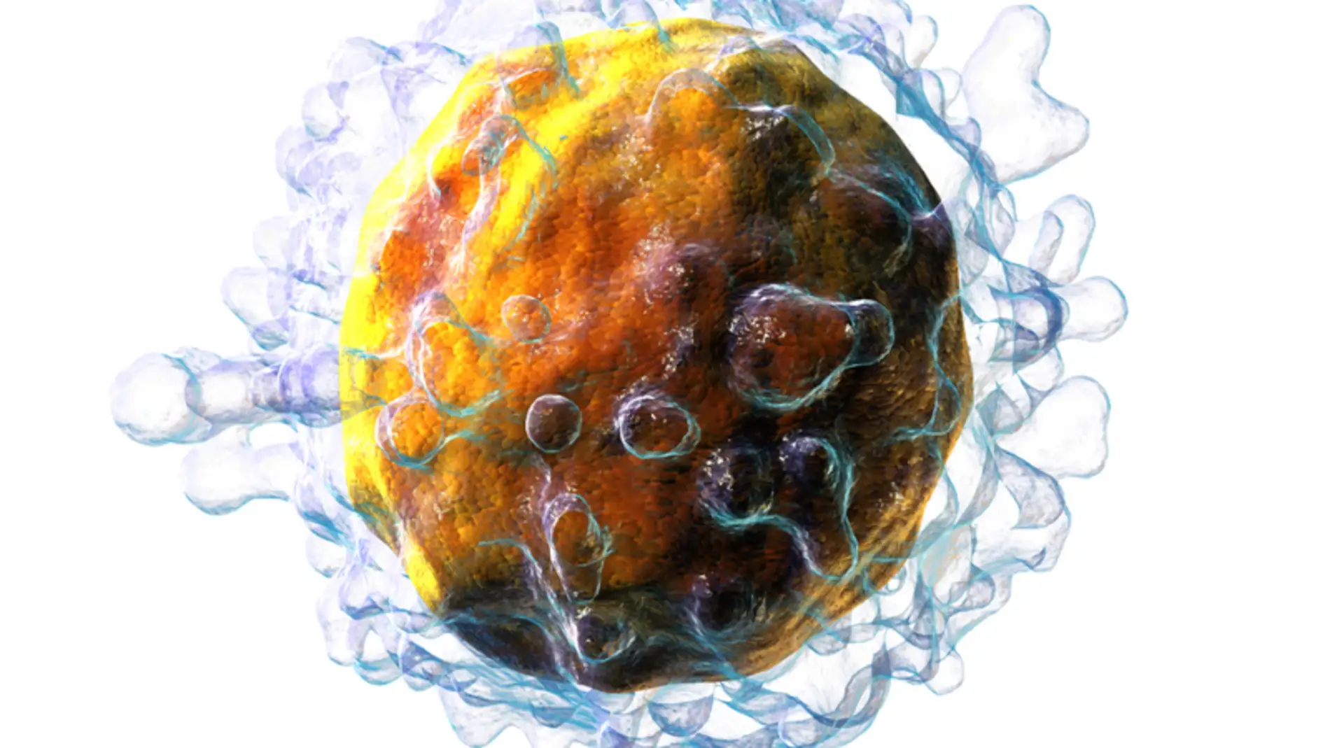Las células pueden recordar la primera infección y estar preparadas por si el virus vuelve 