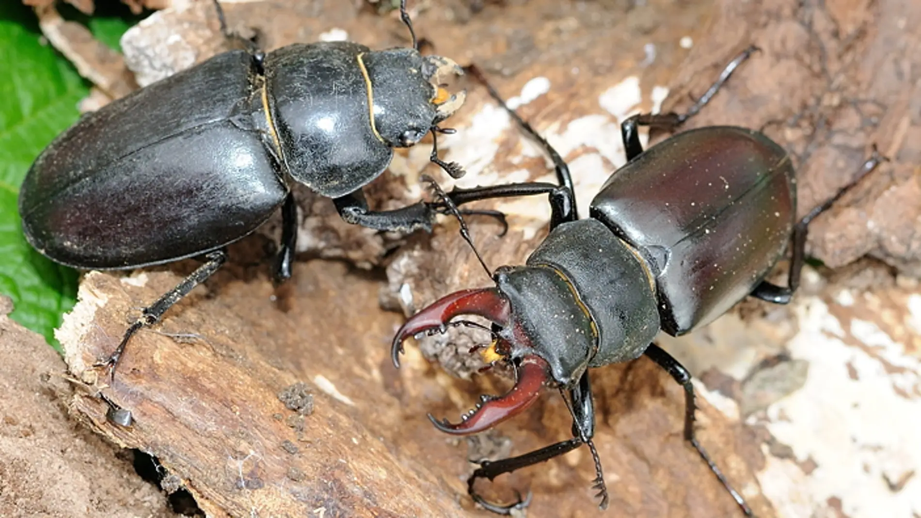 Los ciudadanos participan en la conservacion de un escarabajo amenazado