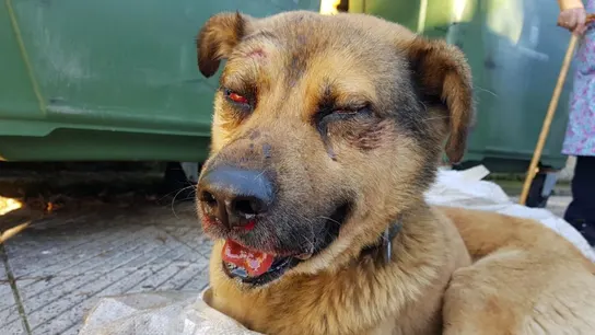 El perro maltratado en Oviedo El perro maltratado en Oviedo