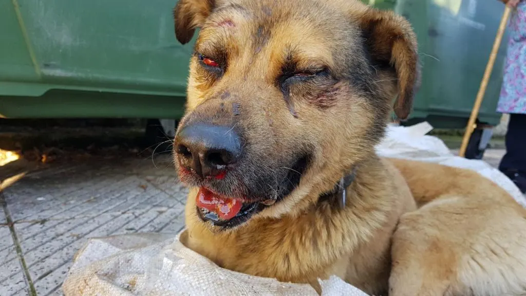 El perro maltratado en Oviedo