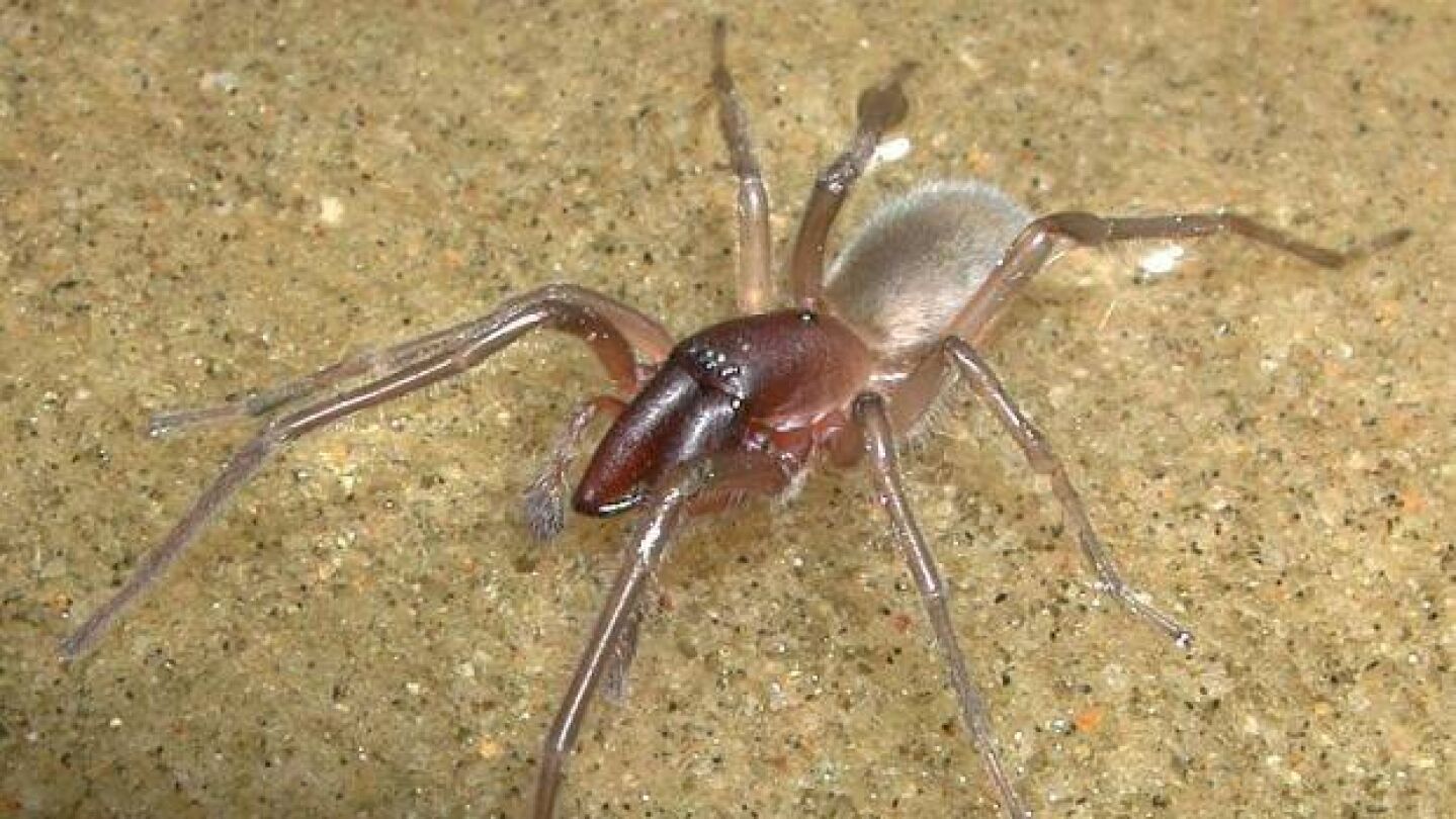 la ara&ntilde;a bautizada por Bob Marley