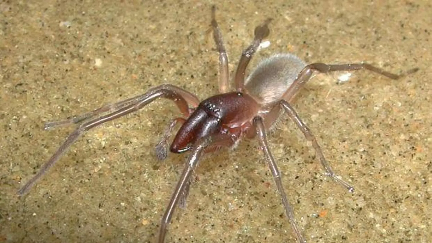 la araña bautizada por Bob Marley la araña bautizada por Bob Marley