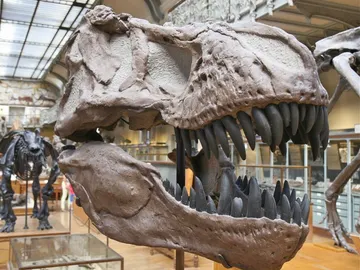 No todas las criaturas prehistóricas con apariencia de reptiles son dinosaurios No todas las criaturas prehistóricas con apariencia de reptiles son dinosaurios