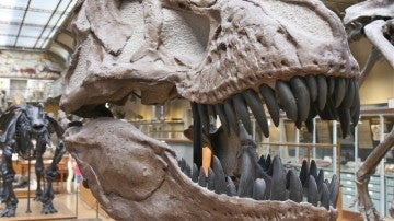 No todas las criaturas prehistóricas con apariencia de reptiles son dinosaurios